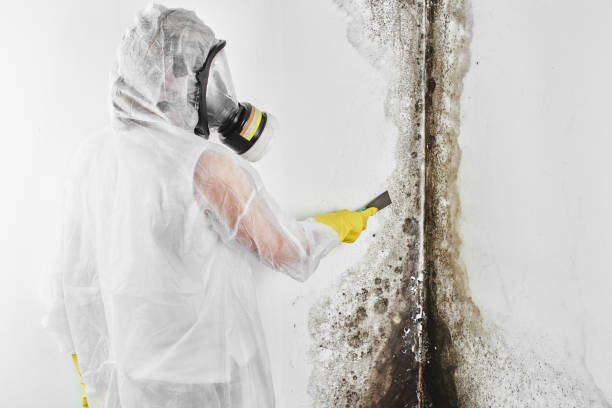 Best Mold Remediation  in Sunray, TX