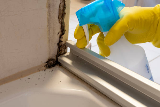 Mold Testing and Removal in Sunray, TX