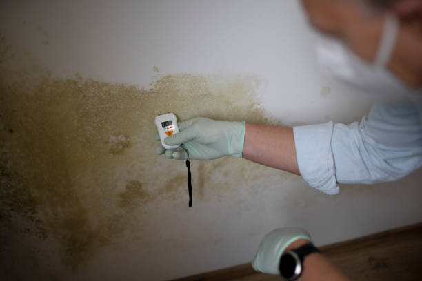 Best Crawl Space Mold Removal  in Sunray, TX