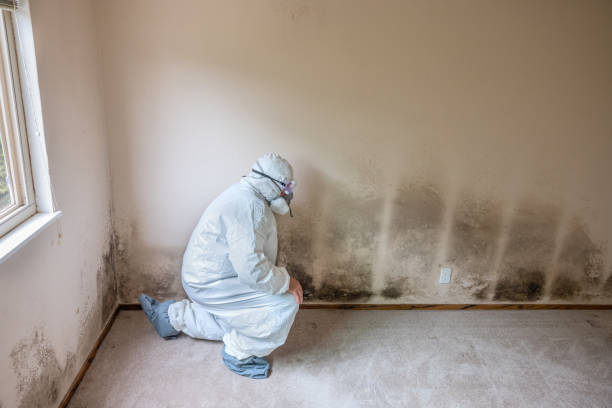 Best Mold Inspection  in Sunray, TX