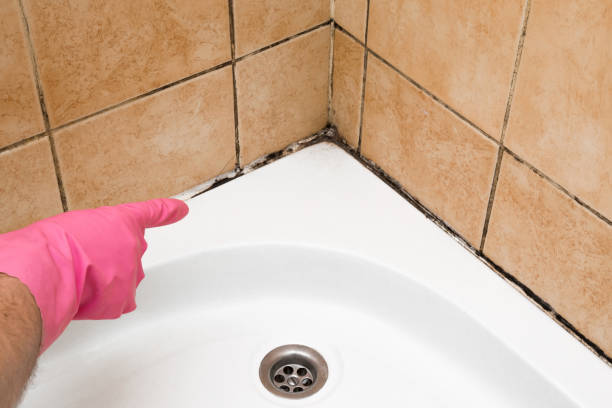 Best Mold Removal Company Near Me  in Sunray, TX